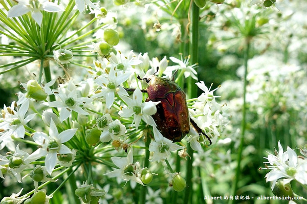 中新里韭菜花:【韭菜花】桃園大溪.韭菜花季(初秋帶有香氣的美麗九月雪)