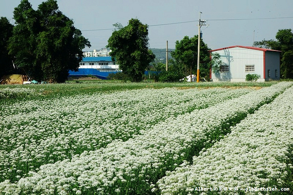 中新里韭菜花:【韭菜花】桃園大溪.韭菜花季(初秋帶有香氣的美麗九月雪)