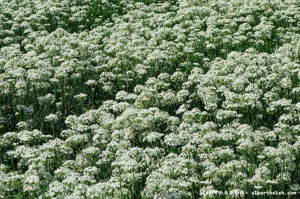 中新里韭菜花:【韭菜花】桃園大溪.韭菜花季(初秋帶有香氣的美麗九月雪)