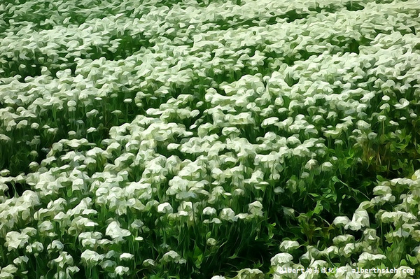 中新里韭菜花:【韭菜花】桃園大溪.韭菜花季(初秋帶有香氣的美麗九月雪)