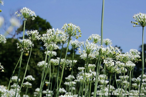 中新里韭菜花:【韭菜花】桃園大溪.韭菜花季(初秋帶有香氣的美麗九月雪)