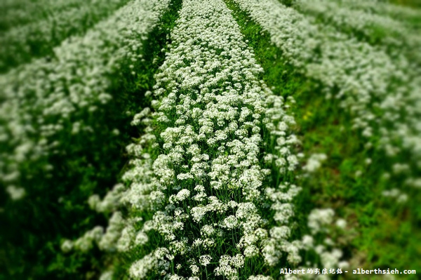 中新里韭菜花:【韭菜花】桃園大溪.韭菜花季(初秋帶有香氣的美麗九月雪)