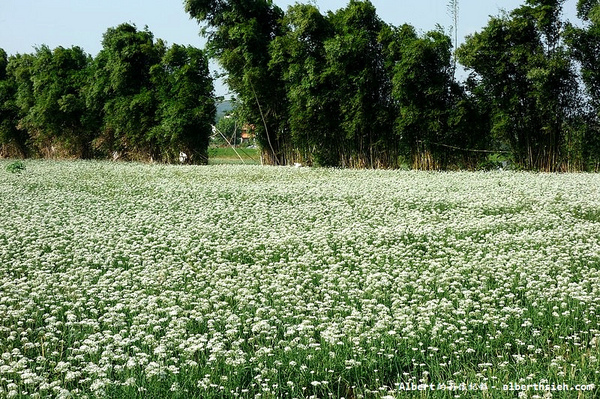 中新里韭菜花:【韭菜花】桃園大溪.韭菜花季(初秋帶有香氣的美麗九月雪)