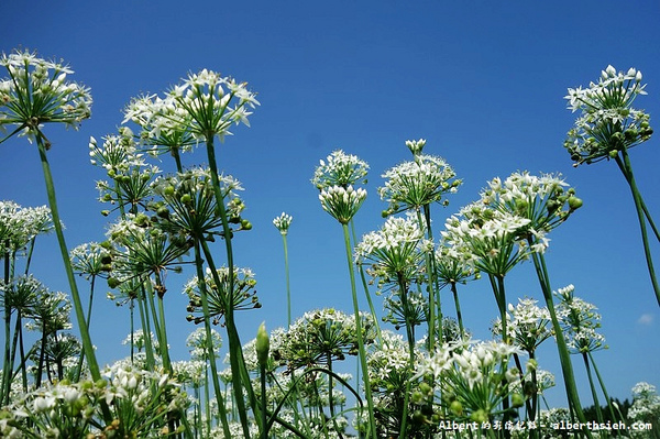 中新里韭菜花:【韭菜花】桃園大溪.韭菜花季(初秋帶有香氣的美麗九月雪)