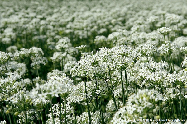 中新里韭菜花:【韭菜花】桃園大溪.韭菜花季(初秋帶有香氣的美麗九月雪)