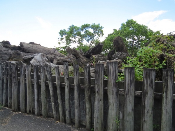 羅東林業文化園區:品嚐完林場肉焿來去充滿芬多精的森林鐵道散步嘍【宜蘭/羅東林業文化園區】