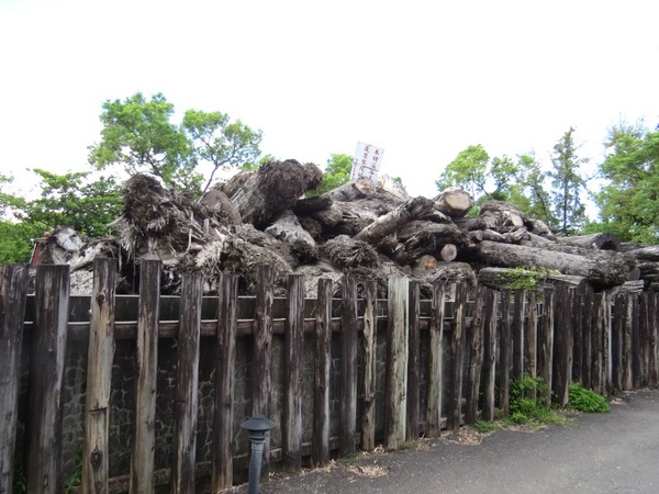 羅東林業文化園區:品嚐完林場肉焿來去充滿芬多精的森林鐵道散步嘍【宜蘭/羅東林業文化園區】