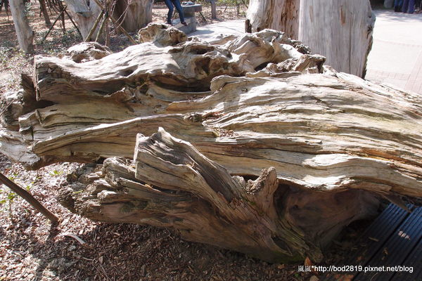 羅東林業文化園區：【宜蘭羅東】羅東林業文化園區－都市中的小清幽，免入園費值得來逛逛