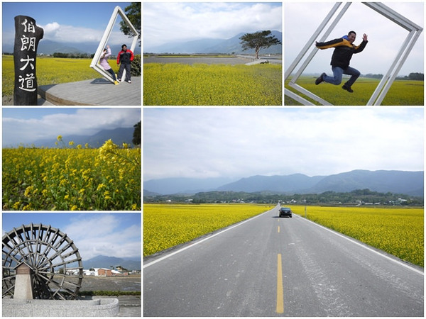 台東伯朗大道：台東池上 金城武大道&伯朗大道 被油菜花環抱～阿一一寒冬台東之旅