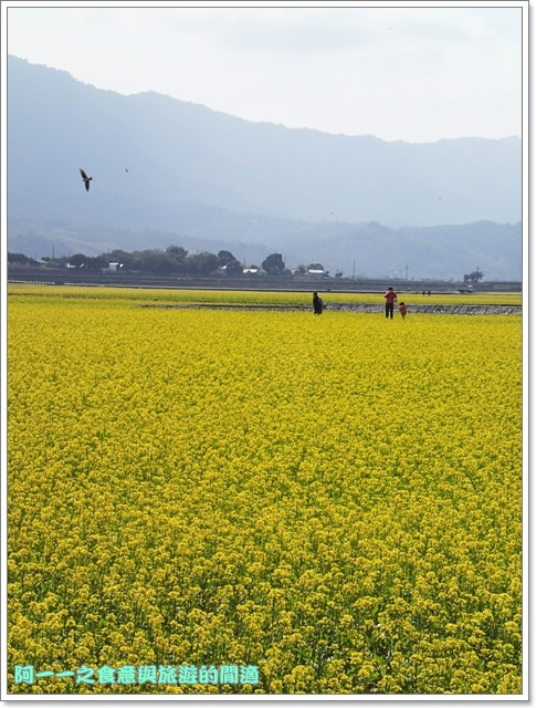 台東伯朗大道：台東池上 金城武大道&伯朗大道 被油菜花環抱～阿一一寒冬台東之旅
