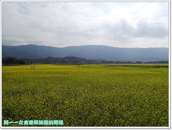 台東伯朗大道：台東池上 金城武大道&伯朗大道 被油菜花環抱～阿一一寒冬台東之旅