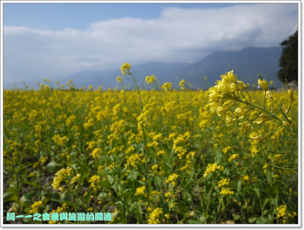台東伯朗大道：台東池上 金城武大道&伯朗大道 被油菜花環抱～阿一一寒冬台東之旅