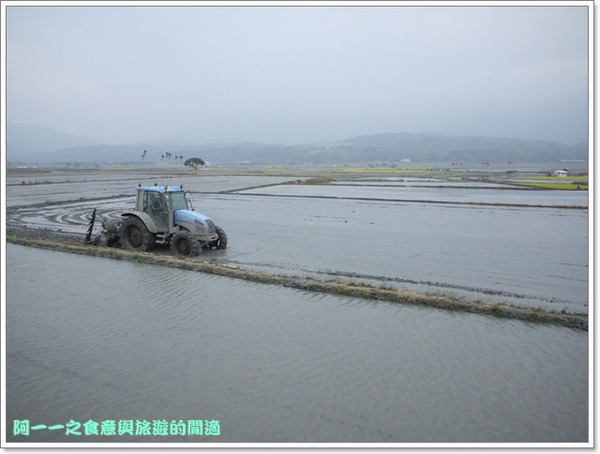 台東伯朗大道：台東池上 金城武大道&伯朗大道 被油菜花環抱～阿一一寒冬台東之旅