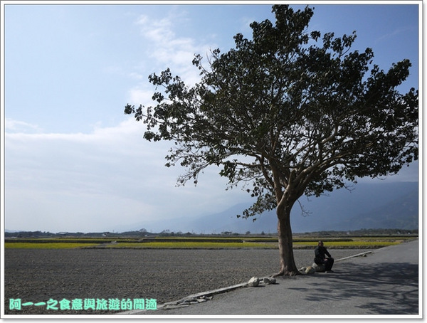 台東伯朗大道：台東池上 金城武大道&伯朗大道 被油菜花環抱～阿一一寒冬台東之旅