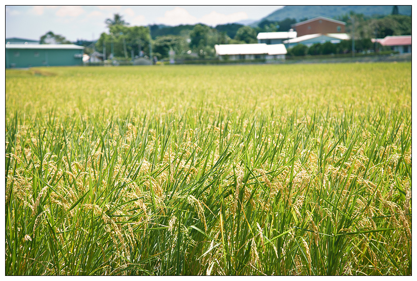 伯朗大道+金城武樹