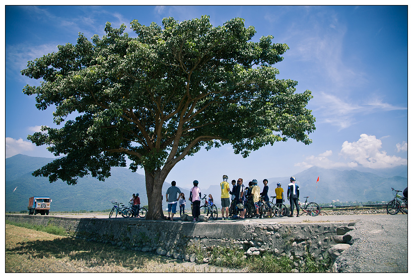 伯朗大道+金城武樹