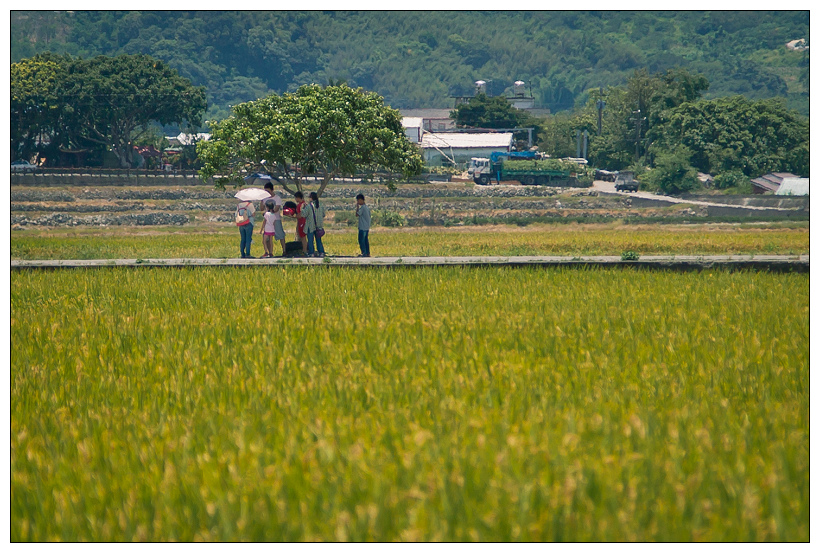 伯朗大道+金城武樹