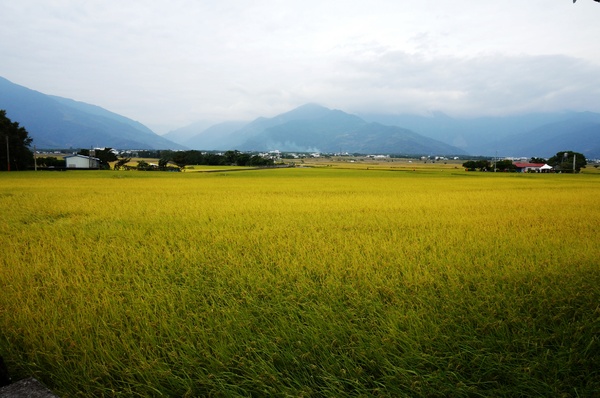 台東伯朗大道：[台東池上] 金黃稻米豐收之伯朗大道