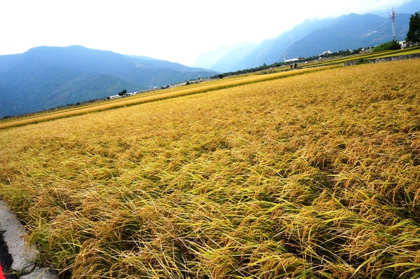 台東伯朗大道：[台東池上] 金黃稻米豐收之伯朗大道