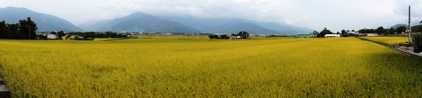 台東伯朗大道：[台東池上] 金黃稻米豐收之伯朗大道