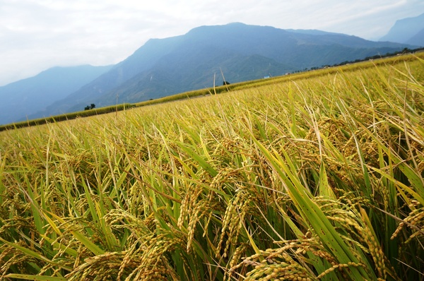台東伯朗大道：[台東池上] 金黃稻米豐收之伯朗大道