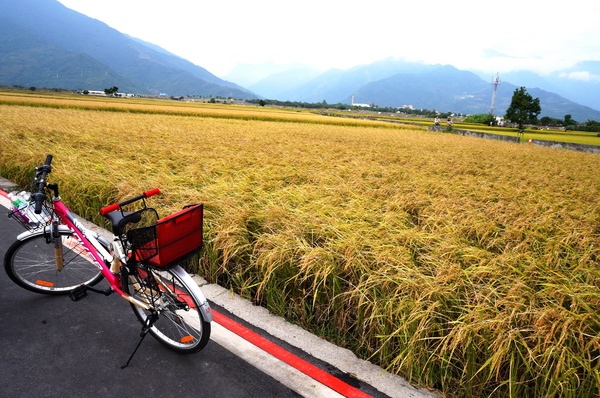 台東伯朗大道：[台東池上] 金黃稻米豐收之伯朗大道