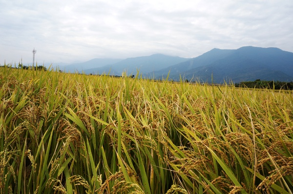 台東伯朗大道：[台東池上] 金黃稻米豐收之伯朗大道