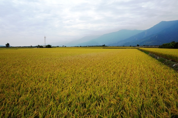 台東伯朗大道：[台東池上] 金黃稻米豐收之伯朗大道