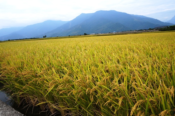 台東伯朗大道：[台東池上] 金黃稻米豐收之伯朗大道