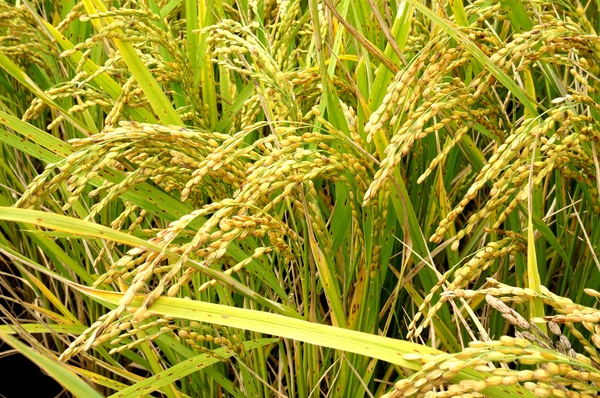 台東伯朗大道：[台東池上] 金黃稻米豐收之伯朗大道