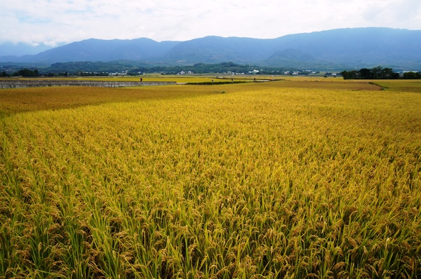 台東伯朗大道：[台東池上] 金黃稻米豐收之伯朗大道