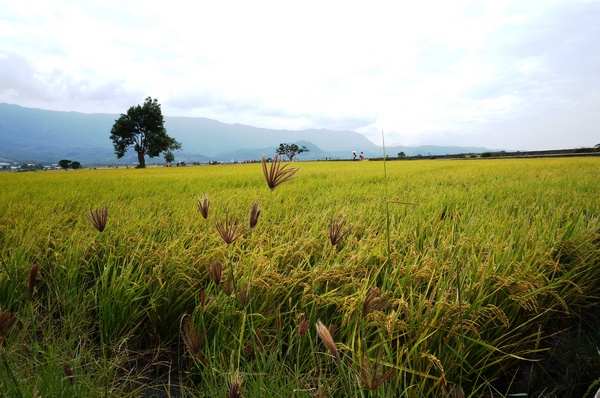 台東伯朗大道：[台東池上] 金黃稻米豐收之伯朗大道