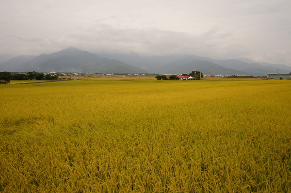 台東伯朗大道：[台東池上] 金黃稻米豐收之伯朗大道