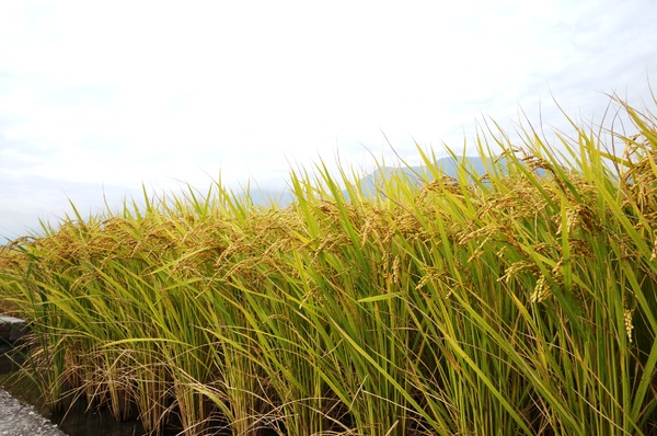 台東伯朗大道：[台東池上] 金黃稻米豐收之伯朗大道