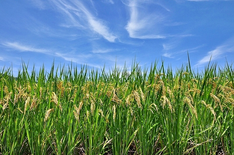 池上伯朗大道稻穗