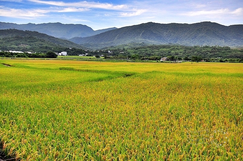 台9線池上段風光