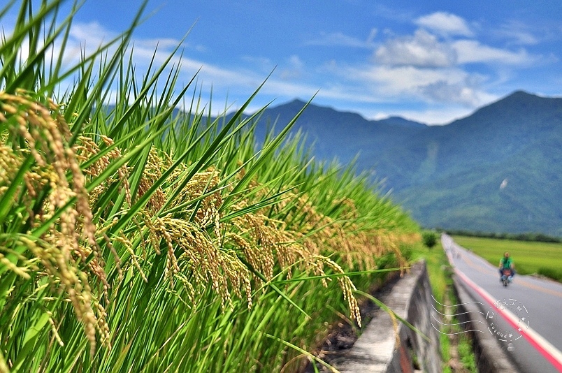 池上伯朗大道稻穗