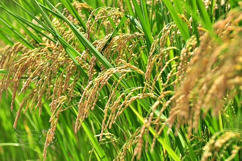 池上伯朗大道稻穗