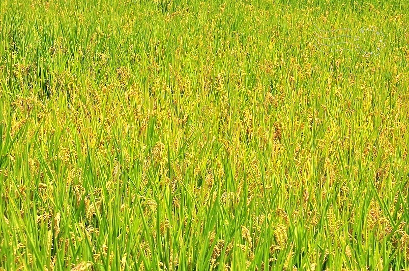 池上伯朗大道稻穗