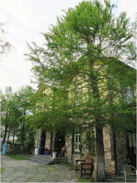 羅騰堡莊園：[民宿渡假去]宜蘭 羅騰堡莊園~免出國入住落羽松圍繞德式莊園城堡(國內旅遊住宿優惠補助適用)