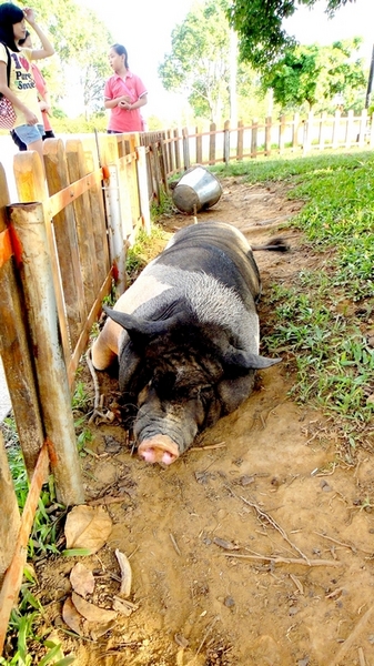 麗寶樂園:【台中遊記】超划算!麗寶樂園月光票雙人同行只要299元!
