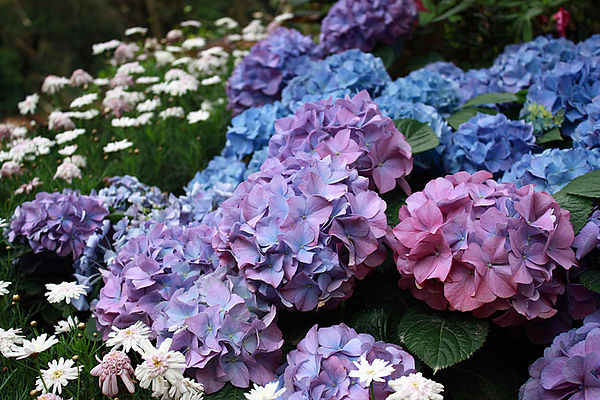 十八尖山：春遊賞花。新竹十八尖山&世博展覽館