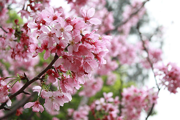 十八尖山：春遊賞花。新竹十八尖山&世博展覽館