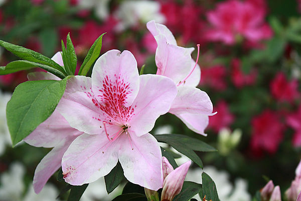 十八尖山：春遊賞花。新竹十八尖山&世博展覽館