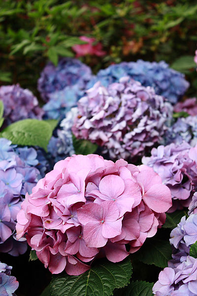 十八尖山：春遊賞花。新竹十八尖山&世博展覽館