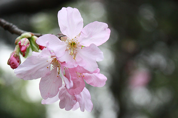 十八尖山：春遊賞花。新竹十八尖山&世博展覽館