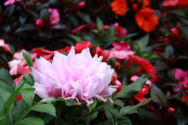 十八尖山：春遊賞花。新竹十八尖山&世博展覽館