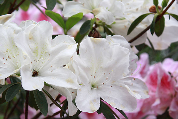 十八尖山：春遊賞花。新竹十八尖山&世博展覽館