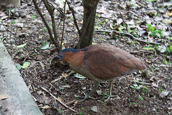 十八尖山：春遊賞花。新竹十八尖山&世博展覽館