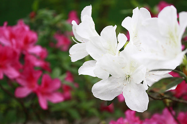 十八尖山：春遊賞花。新竹十八尖山&世博展覽館